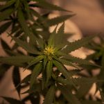 Madrid Cannabis Guide img-6.jpg