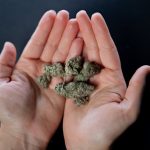 Rotterdam Cannabis Shop Guide img-651.jpg