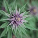 Lyon Cannabis Shop: Premium Strains, Edibles, and Accessories