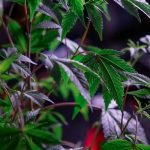 Cannabis Dispensary Palermo: Trusted Quality and Compliance img-715.jpg