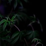 Future‑Proofing: Cannabis Delivery France 2024‑2040 img-726.jpg