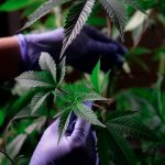 Buy Weed in Oxford: A Legal Guide to Online Dispensaries and Cannabis Tourism