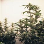 Poland’s Cannabis Laws 2024-2030: A Comprehensive Guide