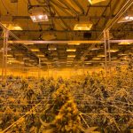 Cambridge Cannabis Shop: Your Guide to High‑THC Strains and Premium Products