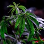Liverpool’s Premier Destination for Legal Cannabis, Medical Marijuana, and a Wide Range of Hemp Products