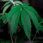 Manchester’s Online Cannabis Shop: Quality, Legal, and Discreet