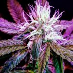 Welcome to the premier weed shop in Mannheim