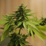 Manchester’s Online Cannabis Shop: Quality, Legal, and Discreet